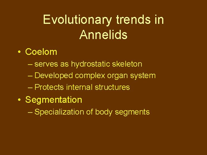 Evolutionary trends in Annelids • Coelom – serves as hydrostatic skeleton – Developed complex