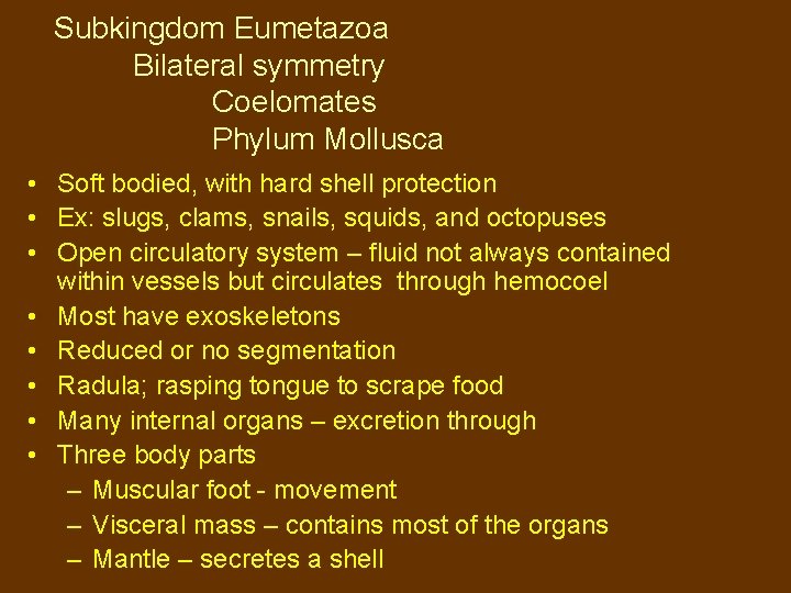 Subkingdom Eumetazoa Bilateral symmetry Coelomates Phylum Mollusca • Soft bodied, with hard shell protection
