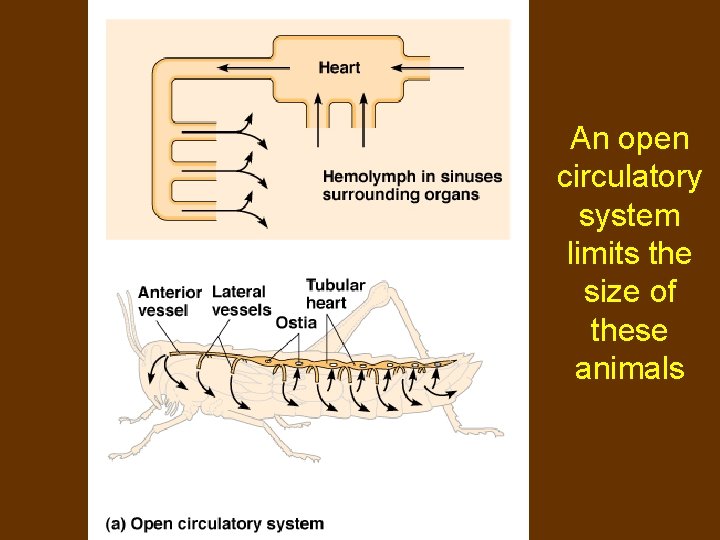 An open circulatory system limits the size of these animals 