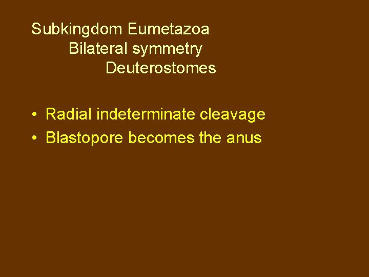 Subkingdom Eumetazoa Bilateral symmetry Deuterostomes • Radial indeterminate cleavage • Blastopore becomes the anus