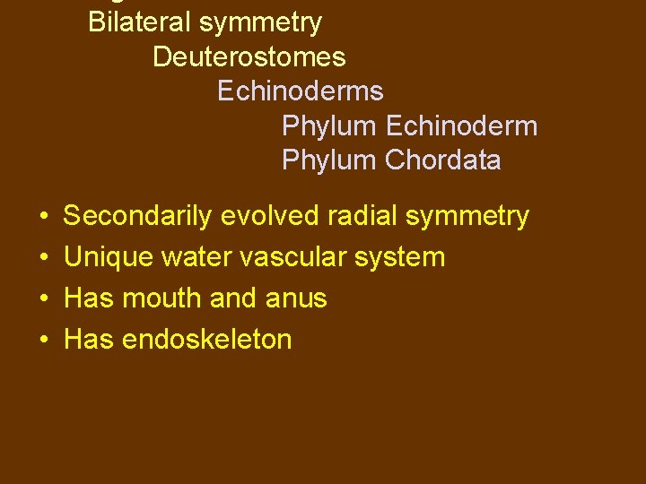 Bilateral symmetry Deuterostomes Echinoderms Phylum Echinoderm Phylum Chordata • • Secondarily evolved radial symmetry