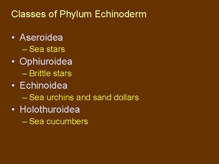 Classes of Phylum Echinoderm • Aseroidea – Sea stars • Ophiuroidea – Brittle stars