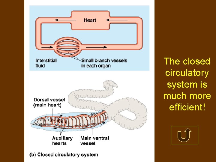 The closed circulatory system is much more efficient! 