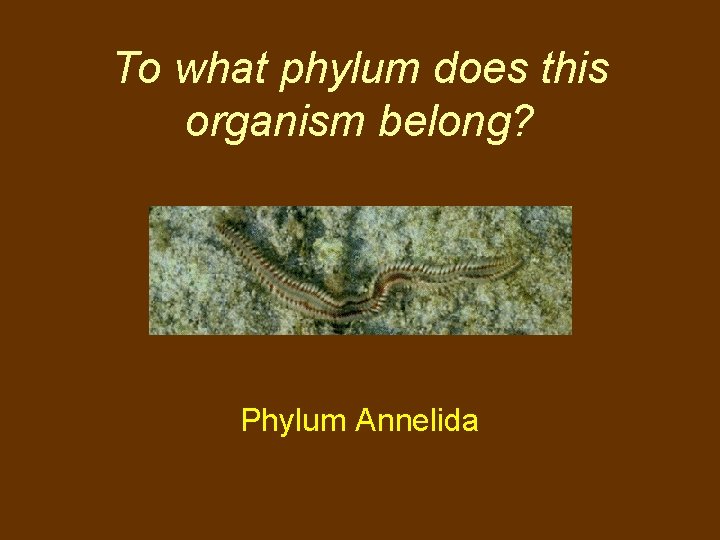 To what phylum does this organism belong? Phylum Annelida 