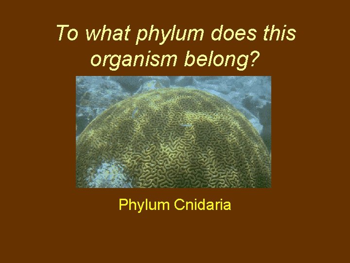 To what phylum does this organism belong? Phylum Cnidaria 