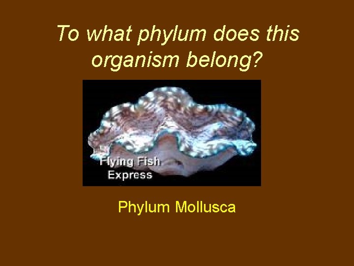 To what phylum does this organism belong? Phylum Mollusca 