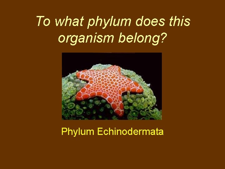 To what phylum does this organism belong? Phylum Echinodermata 