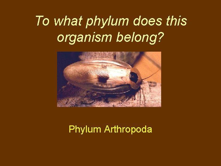 To what phylum does this organism belong? Phylum Arthropoda 