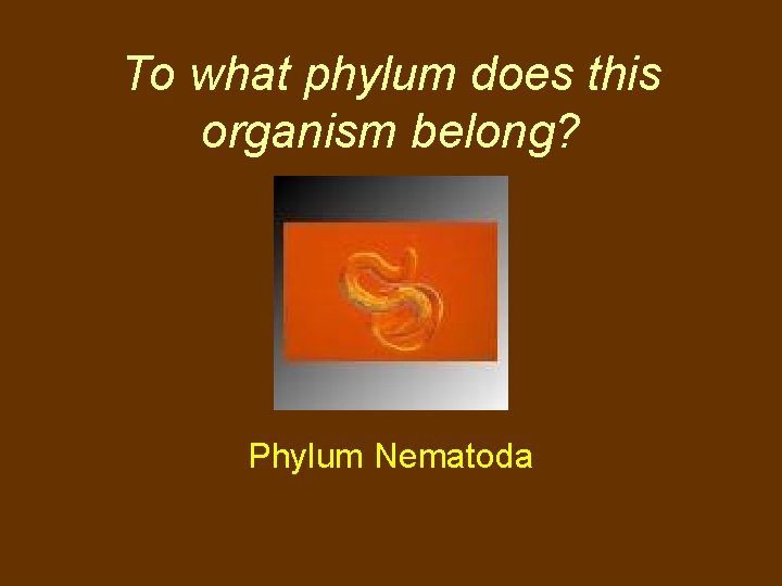 To what phylum does this organism belong? Phylum Nematoda 