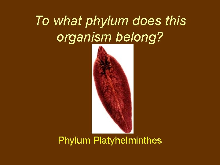 To what phylum does this organism belong? Phylum Platyhelminthes 