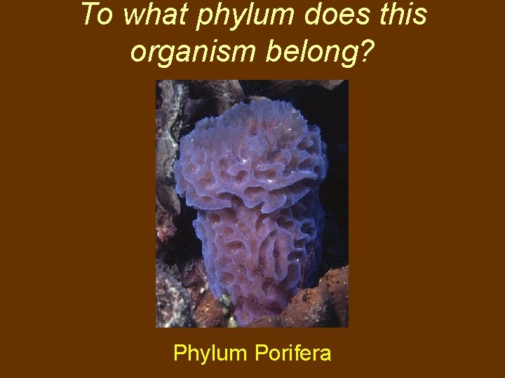 To what phylum does this organism belong? Phylum Porifera 