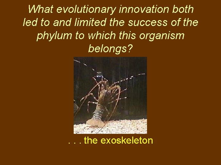 What evolutionary innovation both led to and limited the success of the phylum to