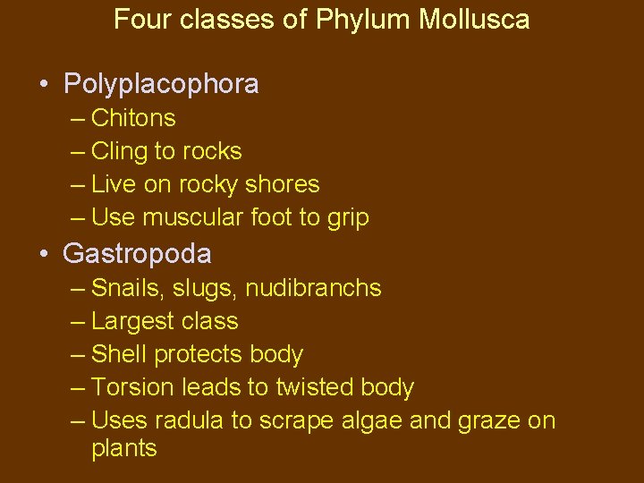 Four classes of Phylum Mollusca • Polyplacophora – Chitons – Cling to rocks –