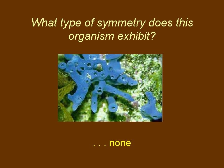 What type of symmetry does this organism exhibit? . . . none 