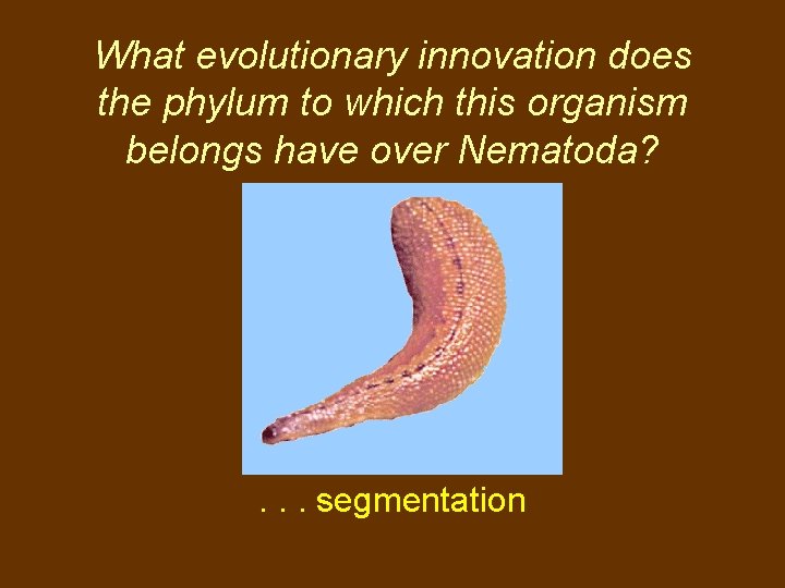 What evolutionary innovation does the phylum to which this organism belongs have over Nematoda?