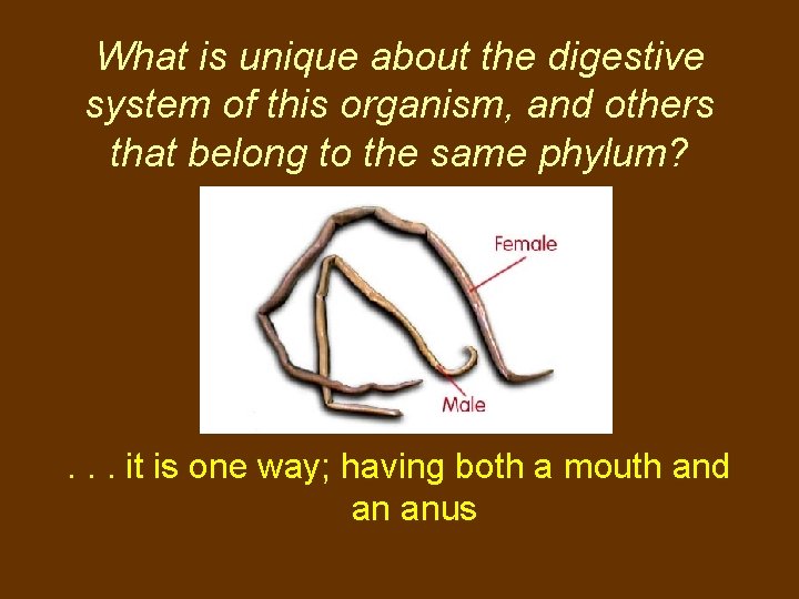 What is unique about the digestive system of this organism, and others that belong