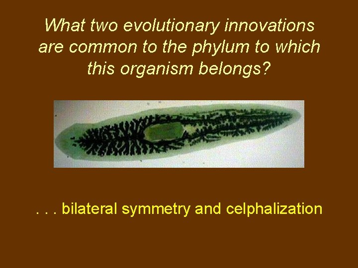 What two evolutionary innovations are common to the phylum to which this organism belongs?