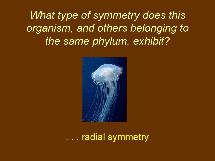 What type of symmetry does this organism, and others belonging to the same phylum,