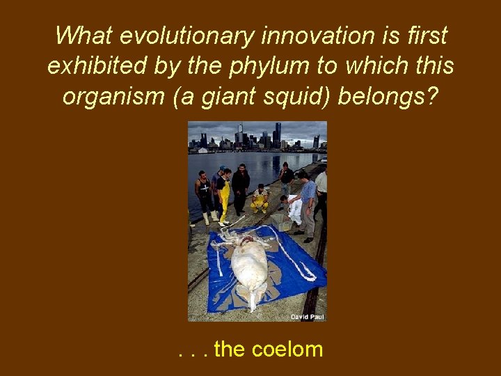 What evolutionary innovation is first exhibited by the phylum to which this organism (a