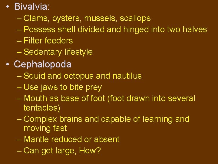  • Bivalvia: – Clams, oysters, mussels, scallops – Possess shell divided and hinged