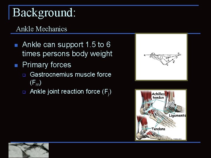 Background: Ankle Mechanics n n Ankle can support 1. 5 to 6 times persons