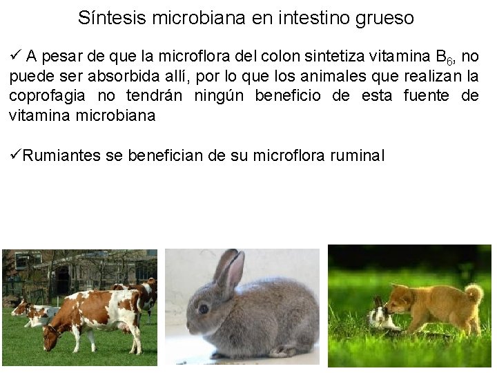 Síntesis microbiana en intestino grueso ü A pesar de que la microflora del colon