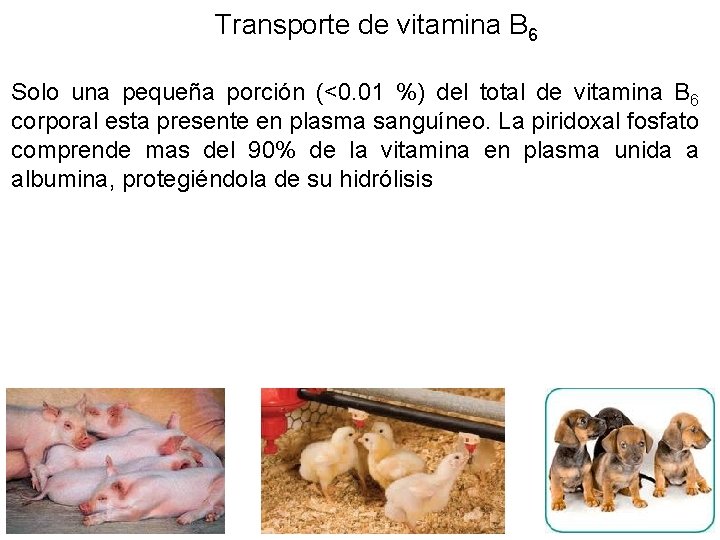 Transporte de vitamina B 6 Solo una pequeña porción (<0. 01 %) del total