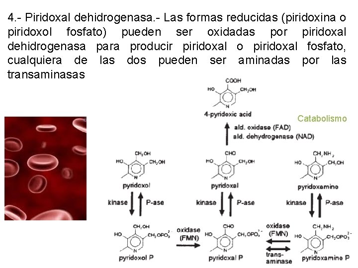4. - Piridoxal dehidrogenasa. - Las formas reducidas (piridoxina o piridoxol fosfato) pueden ser