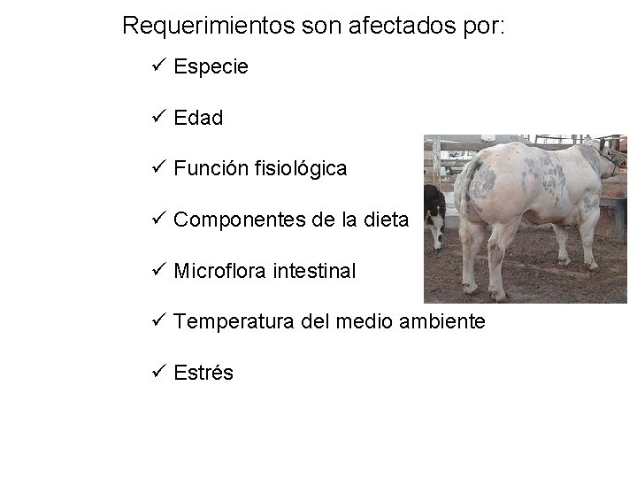 Requerimientos son afectados por: ü Especie ü Edad ü Función fisiológica ü Componentes de