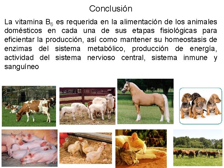 Conclusión La vitamina B 6 es requerida en la alimentación de los animales domésticos