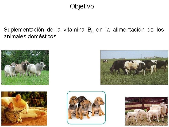 Objetivo Suplementación de la vitamina B 6 en la alimentación de los animales domésticos