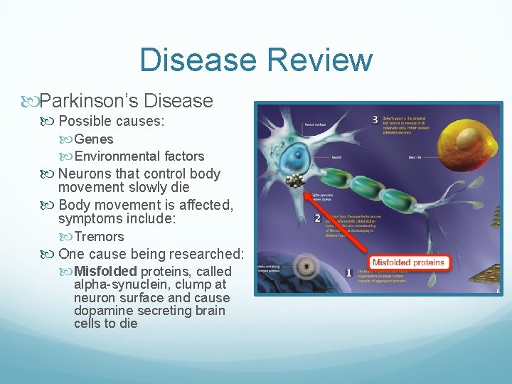 Disease Review Parkinson’s Disease Possible causes: Genes Environmental factors Neurons that control body movement
