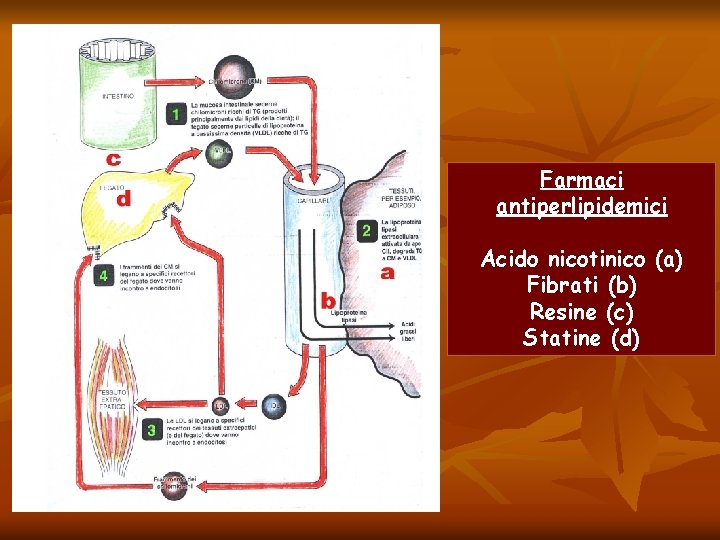 Farmaci antiperlipidemici Acido nicotinico (a) Fibrati (b) Resine (c) Statine (d) 