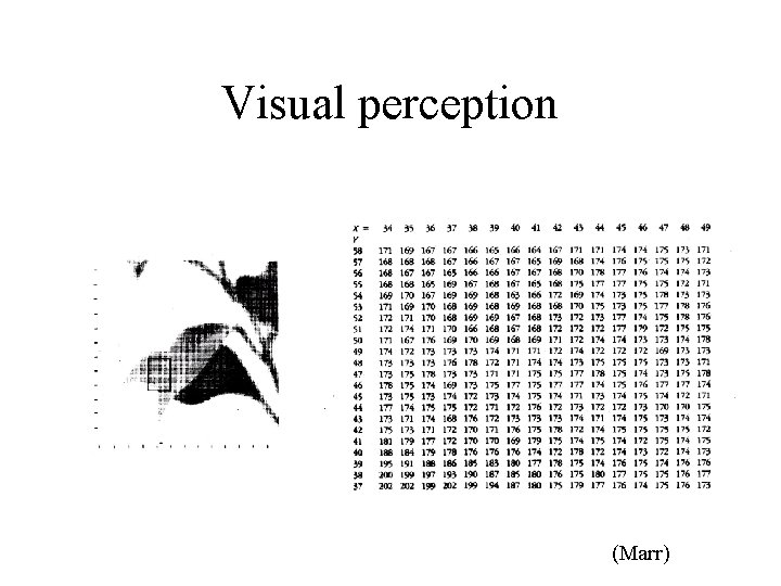 Visual perception (Marr) 