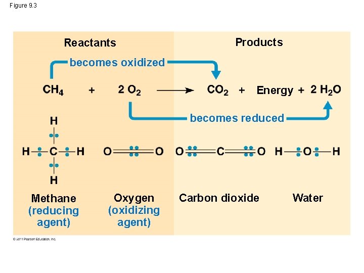 Figure 9. 3 Reactants Products becomes oxidized Energy becomes reduced Methane (reducing agent) Oxygen
