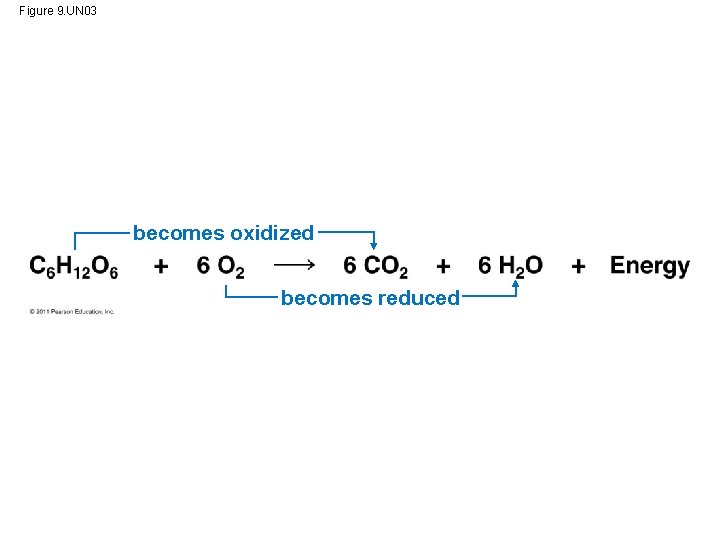 Figure 9. UN 03 becomes oxidized becomes reduced 