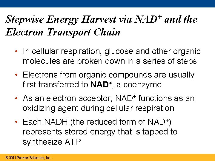 Stepwise Energy Harvest via NAD+ and the Electron Transport Chain • In cellular respiration,