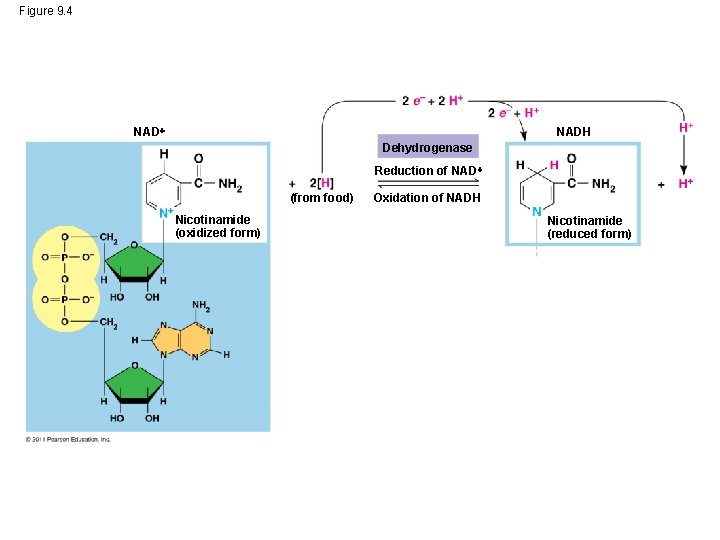Figure 9. 4 NADH Dehydrogenase Reduction of NAD (from food) Nicotinamide (oxidized form) Oxidation