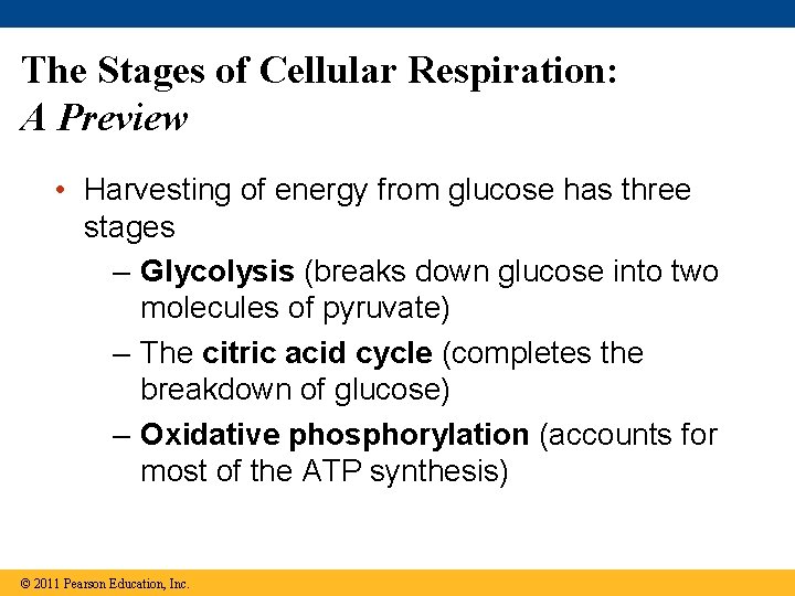 The Stages of Cellular Respiration: A Preview • Harvesting of energy from glucose has