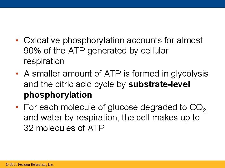  • Oxidative phosphorylation accounts for almost 90% of the ATP generated by cellular