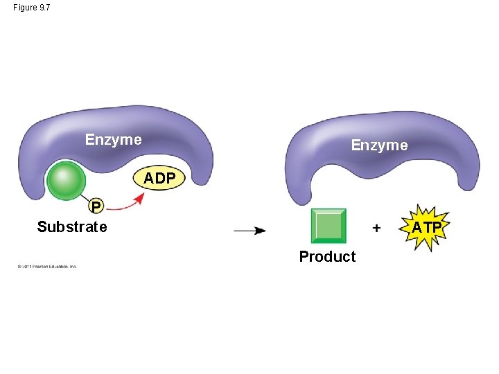 Figure 9. 7 Enzyme ADP P Substrate ATP Product 
