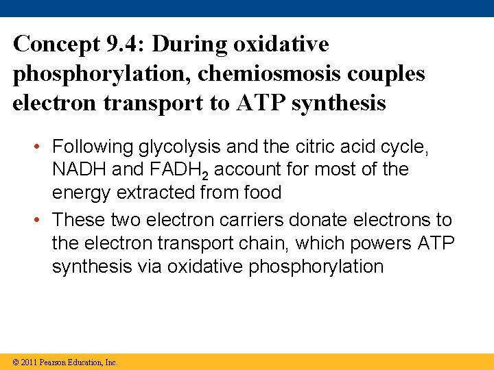 Concept 9. 4: During oxidative phosphorylation, chemiosmosis couples electron transport to ATP synthesis •