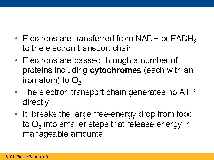  • Electrons are transferred from NADH or FADH 2 to the electron transport