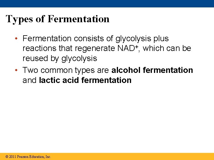 Types of Fermentation • Fermentation consists of glycolysis plus reactions that regenerate NAD+, which