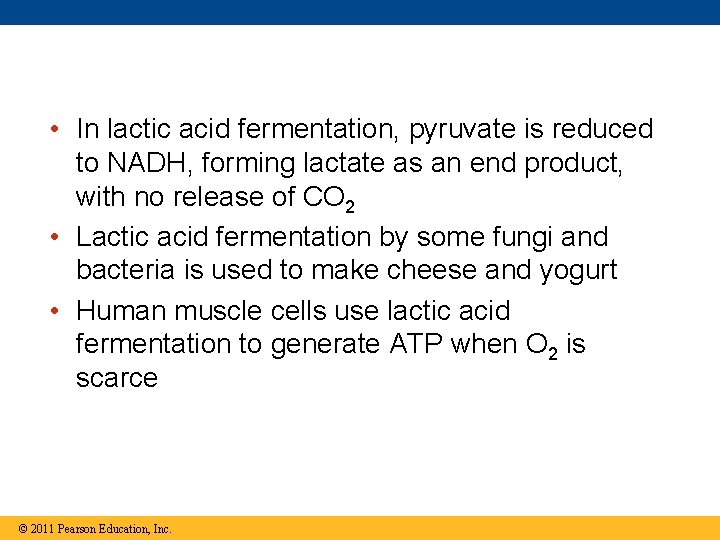  • In lactic acid fermentation, pyruvate is reduced to NADH, forming lactate as