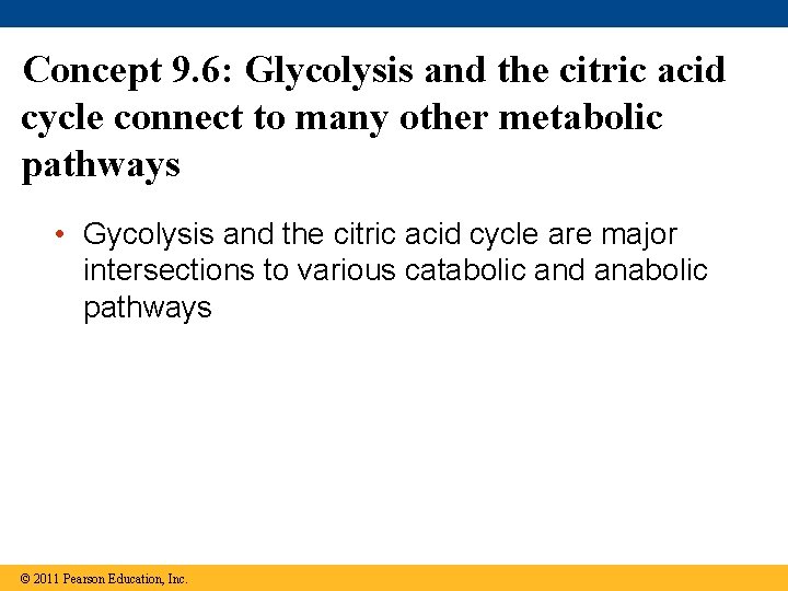 Concept 9. 6: Glycolysis and the citric acid cycle connect to many other metabolic