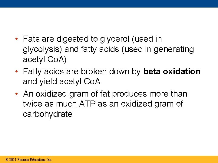  • Fats are digested to glycerol (used in glycolysis) and fatty acids (used