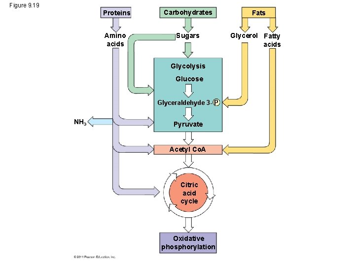 Figure 9. 19 Proteins Carbohydrates Amino acids Sugars Glycolysis Glucose Glyceraldehyde 3 - P