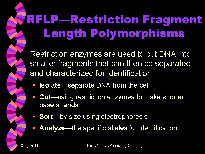 RFLP—Restriction Fragment Length Polymorphisms Restriction enzymes are used to cut DNA into smaller fragments