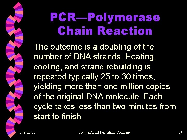 PCR—Polymerase Chain Reaction The outcome is a doubling of the number of DNA strands.